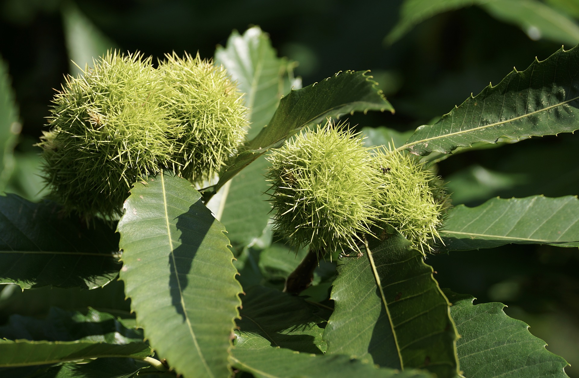 Ch taignier Castanea Sativa Creapharma Ch taignier Castanea Sativa Creapharma