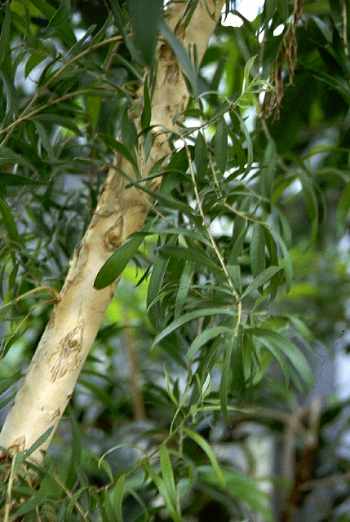 Arbre à thé - Melaleuca alternifolia