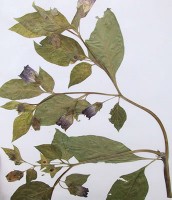 belladone - Atropa belladonna