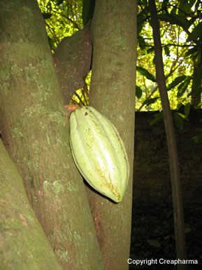 cacao - Theobroma cacao