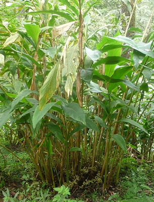 cardamome - Elettaria cardamomum (L.) Maton