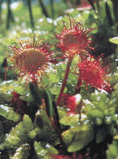 Drosera - Drosera rotundifolia L.