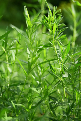 estragon - Artemisia dracunculus L.