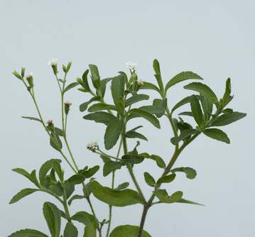 Stevia, Stevia rebaudiana, Suesskraut
