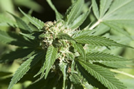 Cannabis - Plante médicinale