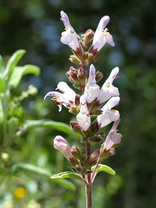 Sauge trilobée - Salvia fruticosa Mill
