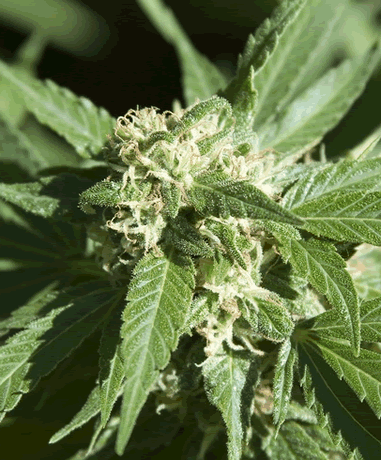 Cannabis - Cannabis sativa