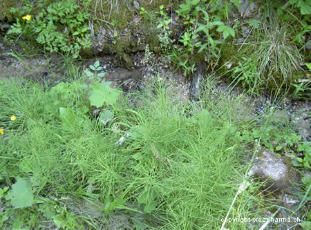 Prêle (Equisetum arvense) - Creapharma