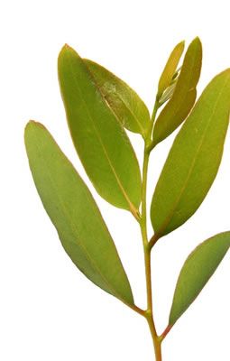Eucalyptus - Plante médicinale