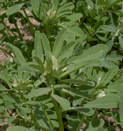 Fenugrec - Trigonnella foenum-graecum