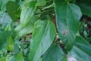 Guaco - Plante remboursée au Brésil
