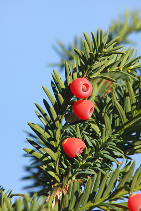 If - Taxus baccata