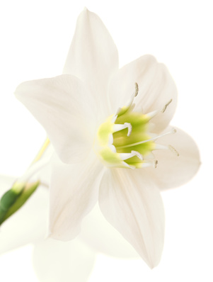 Lis blanc - Lilium candidum