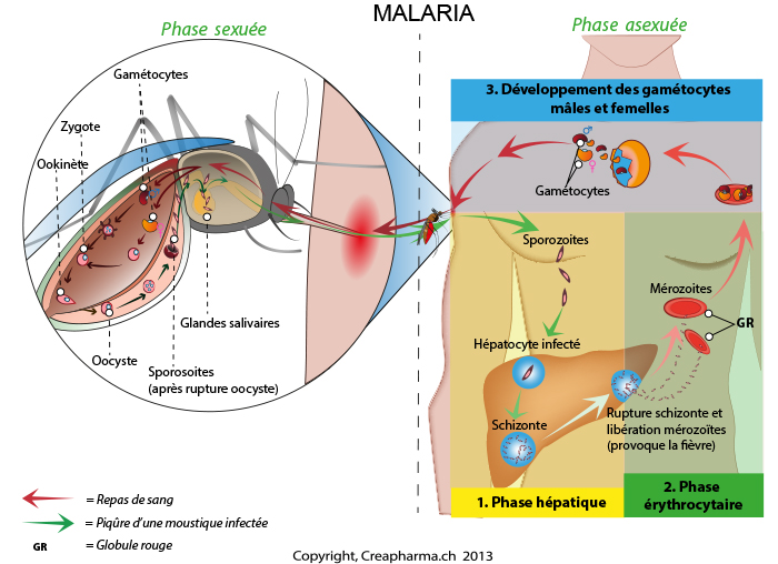 Quinquina - Paludisme (malaria)