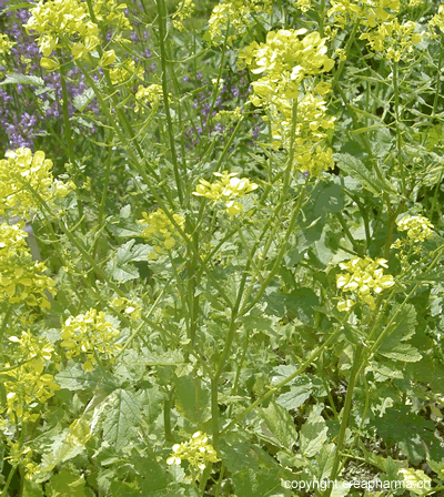 Moutarde - Brassica nigra