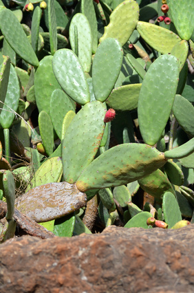 Nopal - Opuntia ficus indica