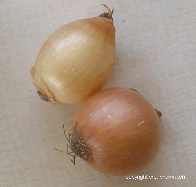 Oignon - Allium cepa