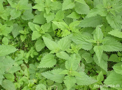 Ortie (feuilles d'ortie) - Urtica dioica