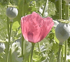 Pavot (opium) - Plante médicinale