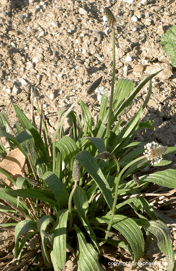 Plantain lancéolé - Plantago lanceolata