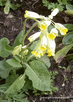 Primevère - Primula elatior