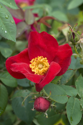 Rose - Rosa gallica, Rosa gallica
