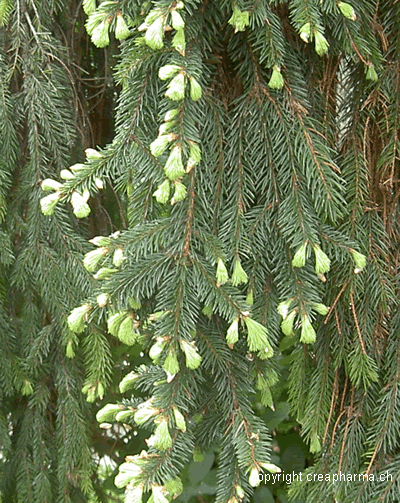 Sapin - Picea abies