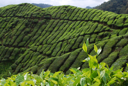 plantation de théier prise en Chine