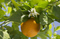 Oranger - Plante médicinale