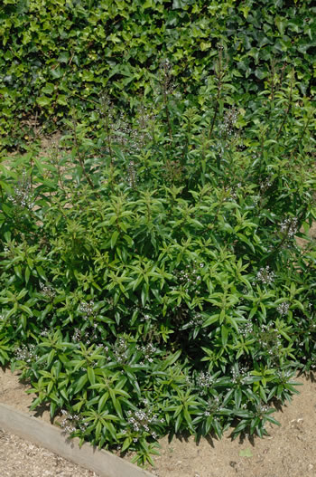 Verveine citronnelle - Aloysia triphylla