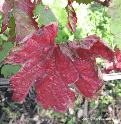 Vigne rouge - Vitis vinifera