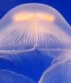 Définition des piqûres de méduses