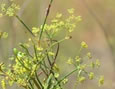 Anis fleurs - Tisane d'anis