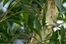 arbre à thé - Spray contre les mycoses