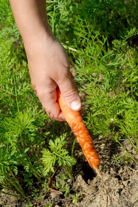 Remède à base de carotte