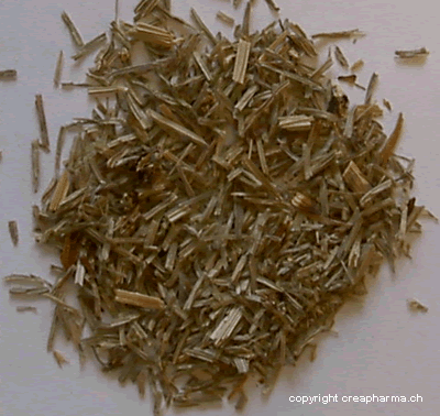 Prêle feuilles - Tisane de prêle