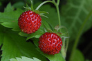Tisane de fraisier - contre les troubles digestifs
