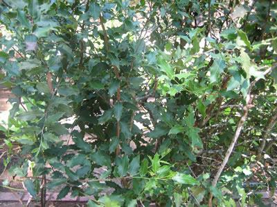 Photo de la plante Espinheira Santa (voir la fiche complète en portugais sur le site Criasaude.com.br)