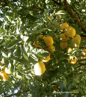 tisane de fleurs d'oranger ingrédients