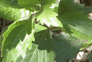 orthosiphon plante médicinale Indonésie