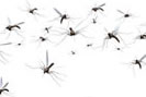 Définition des piqûres de moustique
