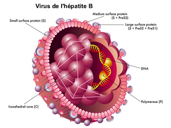 virus de l'hépatite B