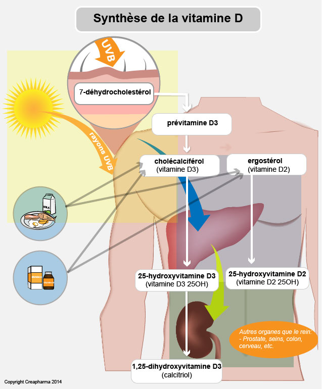 vitamine-D-synthese-infographie-V-1-0