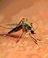 Paludisme : de nouvelles armes pour éliminer le parasite ?