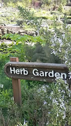 botanic-garden-berkeley-herb-garden