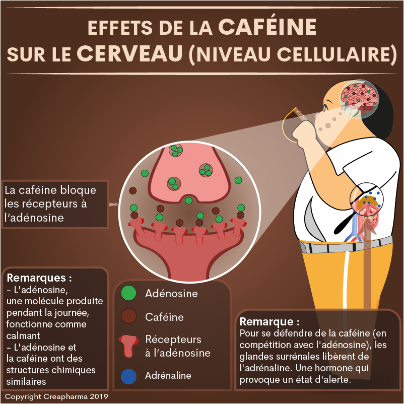 La science démontre les effets moléculaires de la caféine dans le