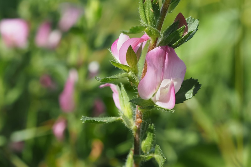 Tisane Bugrane (Arrête-Bœuf) Racine 100 G - Ononis Spinosa - Diurétique Naturel - France Herboristerie