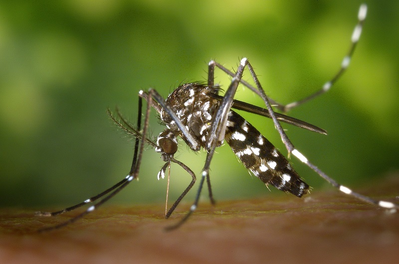 5 informations intéressantes à connaître sur la dengue